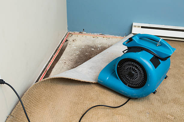 Best Mold removal after water damage  in Washington, NC